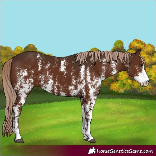 Horse Color:Liver Chestnut Sabino 