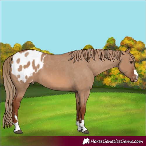 Horse Color:Red Dun Blanket 