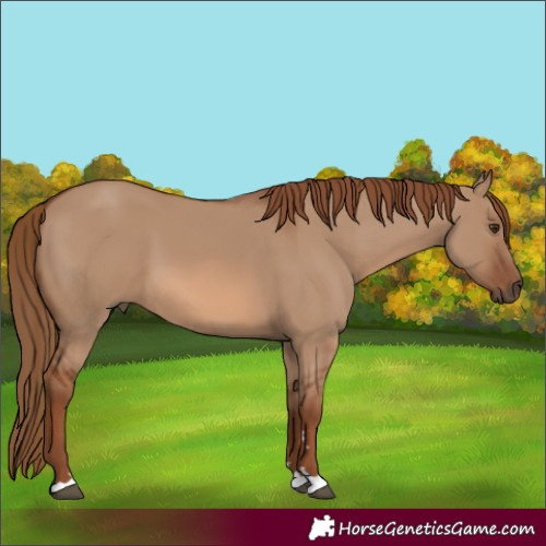 Horse Color:Red Dun 