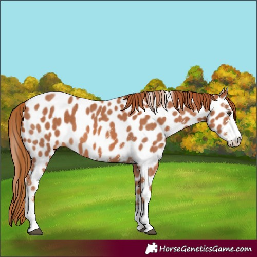 Horse Color:Chestnut Sabino Leopard 