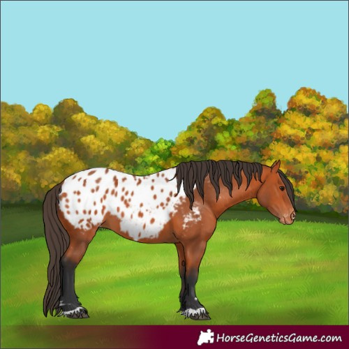 Horse Color:Bay Blanket 