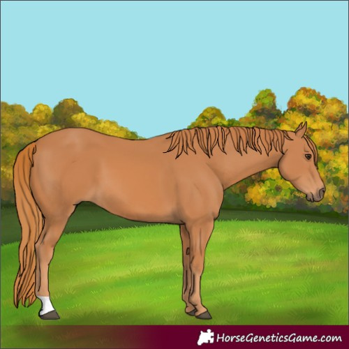 Horse Color:Chestnut 