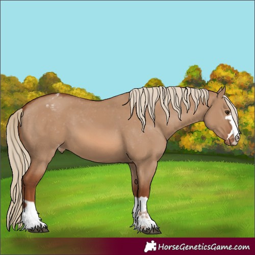 Horse Color:Red Dun Varnish 
