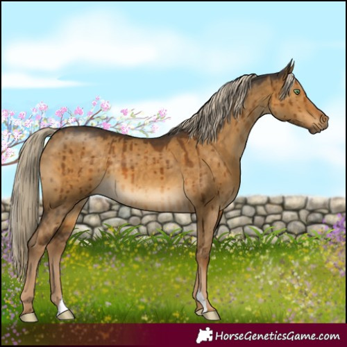 Horse Color:Chocolate Palomino Dun Brindle 