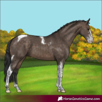 Horse Color:Brown Dun Sabino Tobiano 