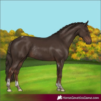 Horse Color:Liver Chestnut Tobiano Rabicano 