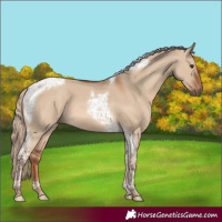 Horse Color:Red Dun Tobiano 