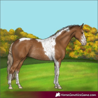 Horse Color:Chocolate Palomino Sabino Tobiano Rabicano