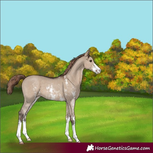 Horse Color:Liver Red Dun Sabino 