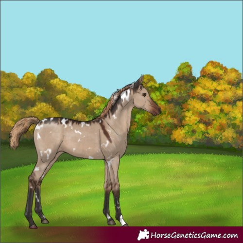 Horse Color:White Spotted Liver Red Dun 