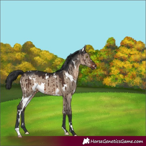 Horse Color:White Spotted Brown Dun Brindle 