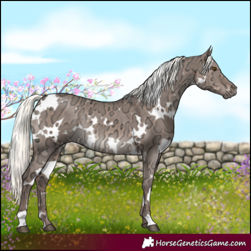 Horse Color:White Spotted Liver Red Dun Ice Mushroom Rabicano 