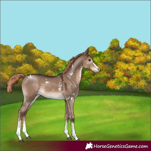 Horse Color:White Spotted Liver Red Dun Sabino 