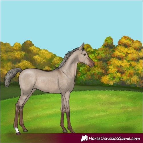 Horse Color:Liver Red Dun Mushroom 