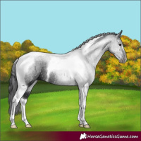 Horse Color:Black Tobiano Rabicano 