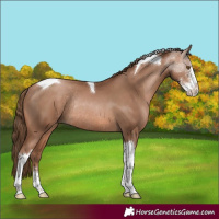 Horse Color:Brown Pearl Sabino Tobiano Rabicano 