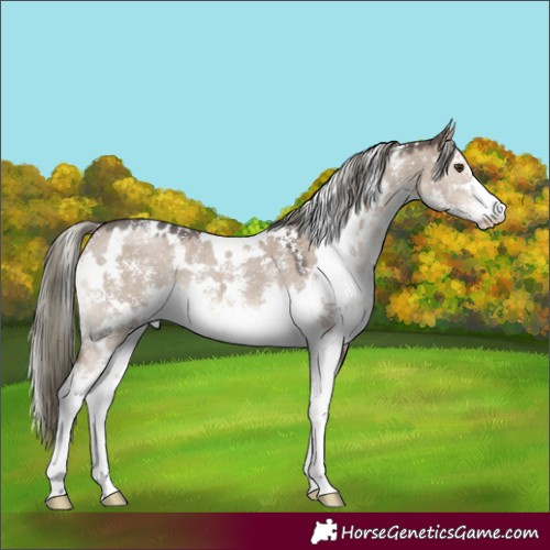 Horse Color:White Spotted Liver Red Dun Mushroom Sabino 