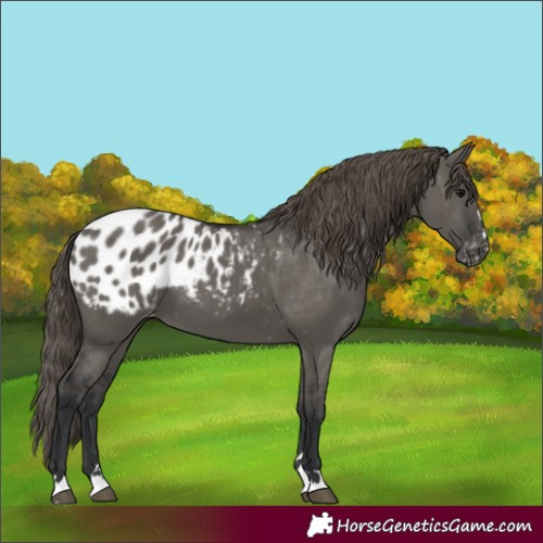 Horse Color:Grullo Appaloosa 