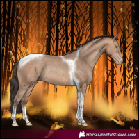 Horse Color:Amber Champagne Tobiano Rabicano