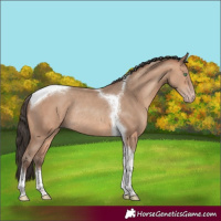 Horse Color:Amber Champagne Tobiano Rabicano