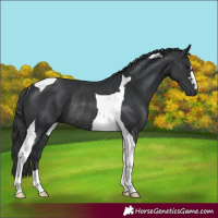 Horse Color:Black Tobiano Rabicano 