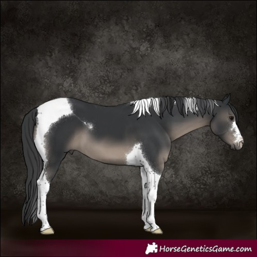 Horse Color:Black Tobiano