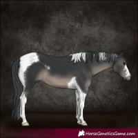 Horse Color:Black Tobiano 