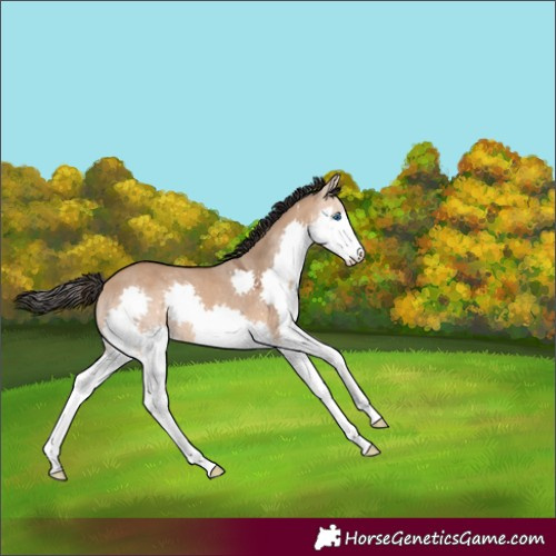Horse Color:Bay Dun Splash 