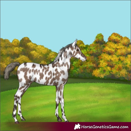 Horse Color:Liver Red Dun Mushroom Appaloosa