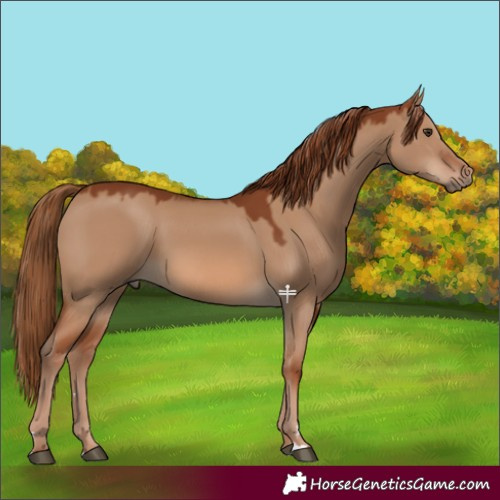 Horse Color:Red Dun 