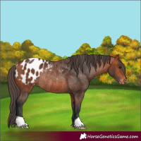 Horse Color:Bay Appaloosa Rabicano 