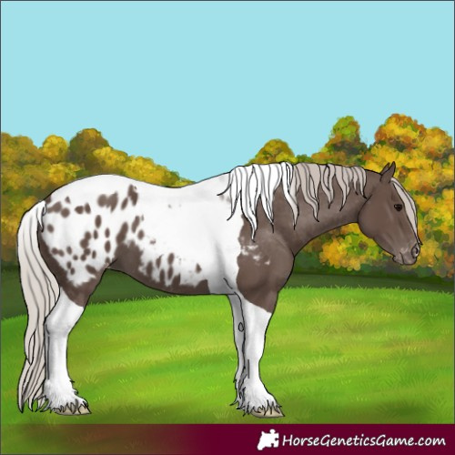 Horse Color:Silver Black Tobiano Appaloosa 