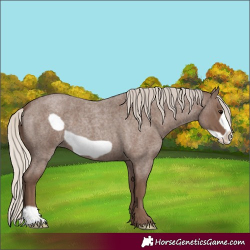 Horse Color:Silver Blue Roan Frame 