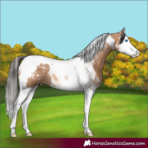 Horse Color:Bay Dun Splash Tobiano 