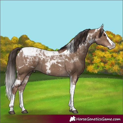 Horse Color:Liver Red Dun Splash Tobiano 
