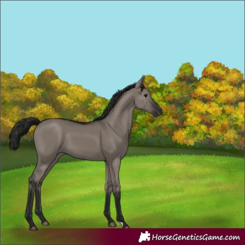 Horse Color:Unknown 