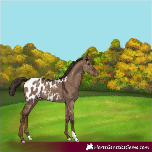 Horse Color:Liver Red Dun Appaloosa 