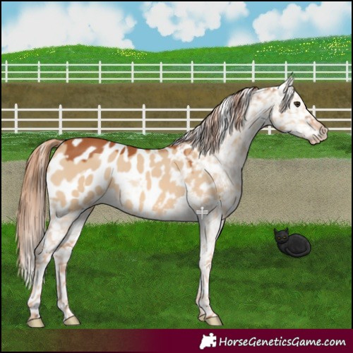 Horse Color:Red Dun Blanket