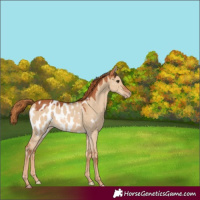 Horse Color:Red Dun Appaloosa 