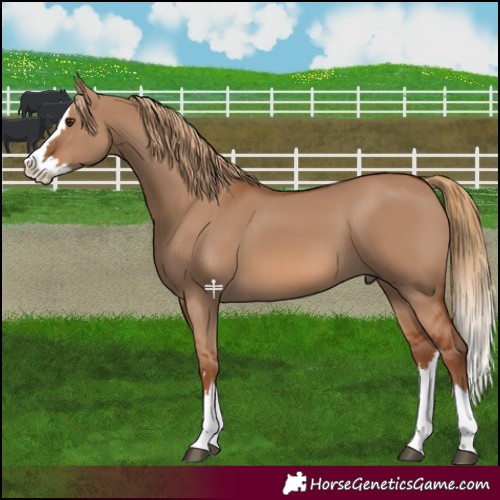 Horse Color:Red Dun Splash 
