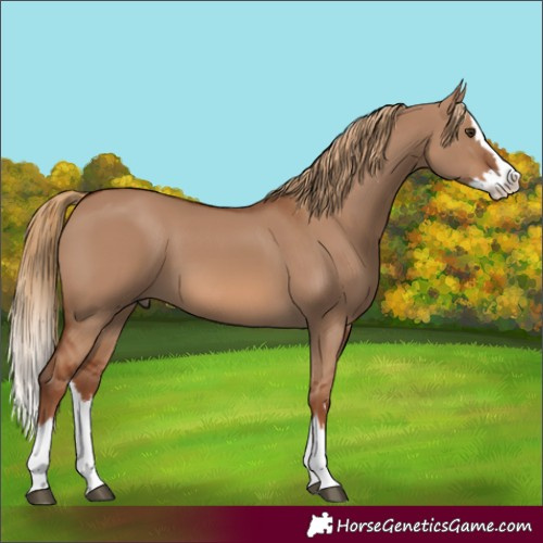 Horse Color:Red Dun Splash 