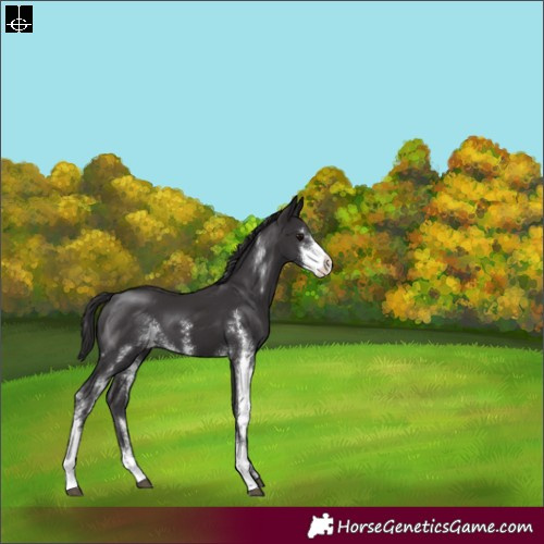 Horse Color:Smoky Black Sabino
