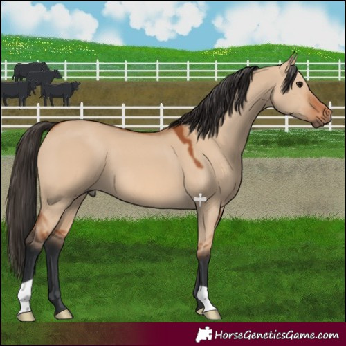 Horse Color:Bay Dun 