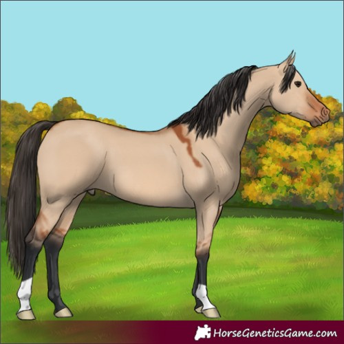 Horse Color:Bay Dun 