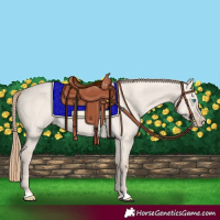 Horse Color:Perlino Dun 