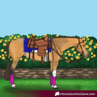 Horse Color:Buckskin Tobiano 