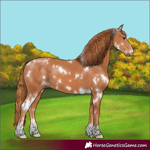 Horse Color:White Spotted Chestnut 