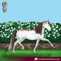 Horse Color:Amber Champagne Splash 