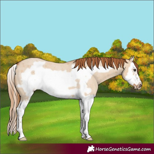 Horse Color:Red Dun Roan Splash Frame