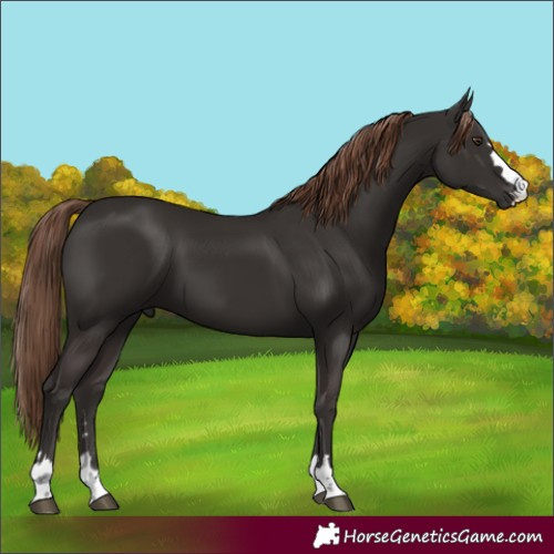 Horse Color:Liver Chestnut 